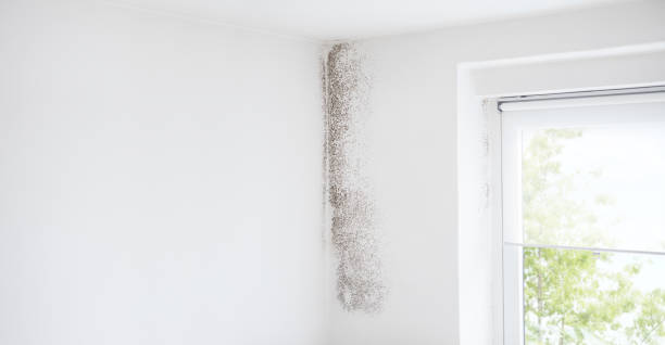 Best Air Quality Testing for Mold Spores  in Watertown Town, MA