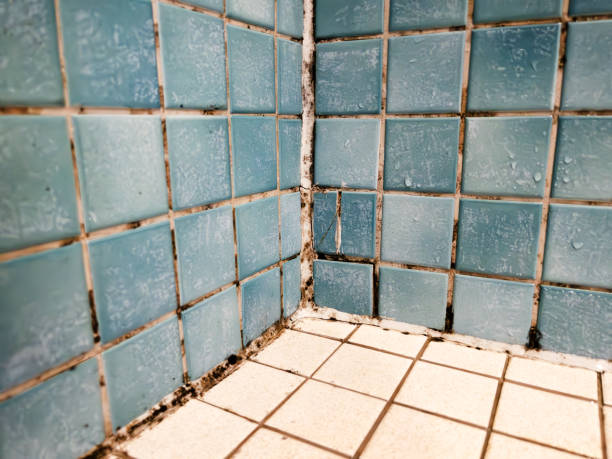 Best Mold Remediation for Healthcare Facilities  in Watertown Town, MA