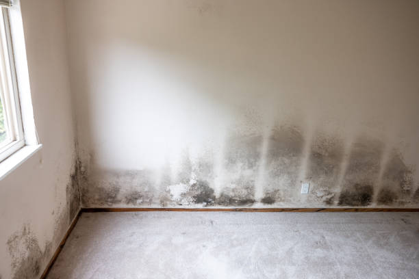 Best Industrial Mold Remediation  in Watertown Town, MA