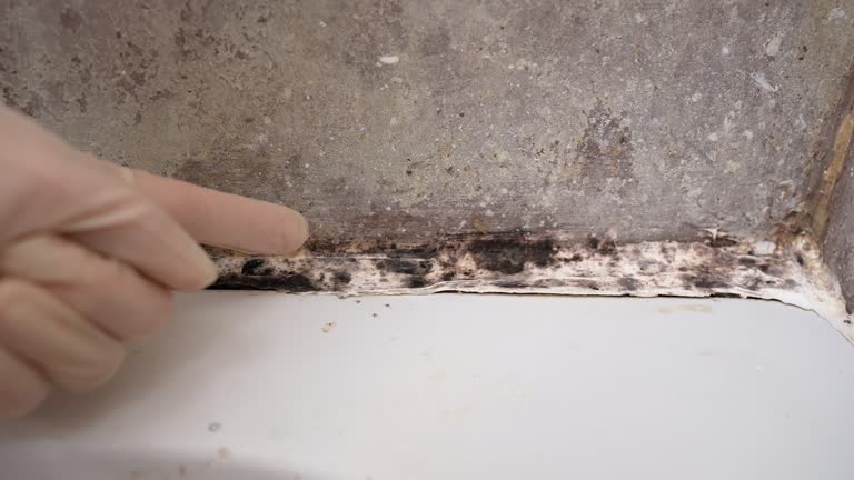 Best Mold Prevention Services  in Watertown Town, MA
